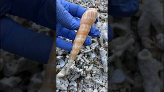 😲🌊Ceriths & Augers for today🐚🌬️💨🌊🌧️ #seashells #beach #beachcombing