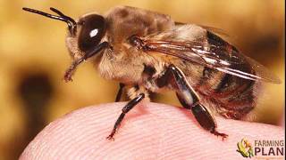 H FOR HONEYBEE!|FUN FACTS ABOUT HONEYBEES!