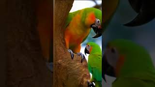 Parrots on the branch: Amazing Transformation #natureshorts #nature #birds