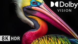 Wonderful DOLBY VISION ANIMALS, 8K HDR (60FPS Dolby Vision)! PART II