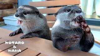 まるで子供みたいなカワウソの夏休みに密着！　Otter Squad’s Wild Summer River Adventure!