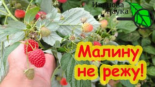 НЕ РЕЖЬТЕ МАЛИНУ! Сперва посмотрите это видео. Я малину НЕ ВЫРЕЗАЮ!  И вот почему. Обрезка малины.