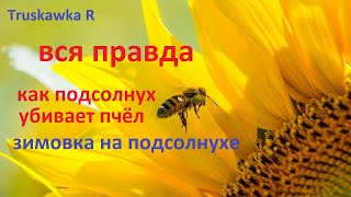 #Пчёлы. Ошибки после главного взятка. Сказки про подсолнечный мёд. Зимовать или бояться такого мёда.