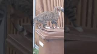 Cat catches a huge Rat and the crow looks on - part 2