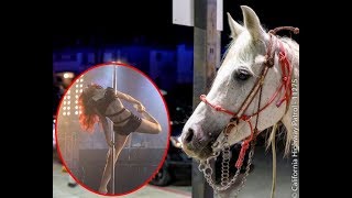 Police investigating after video shows woman riding horse inside Miami nightclub