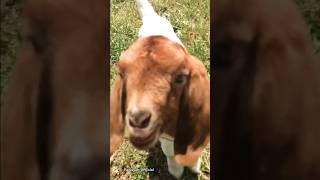 Anak Kambing Lucu II Suara Anak Kambing Lucu II Kambing Lucu #shorts #viral #kambinglucu