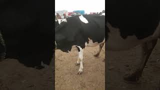 Beautiful hf friesian cow  #shorts #trending #viral #livestockpakistan