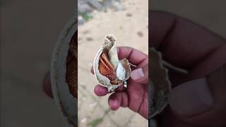 About Crabs: சங்குகளில் குடியிருக்கும் நண்டு | Sea Crab in Pondicherry