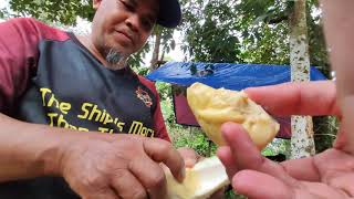 Loghat Perak kutip durian di dusun