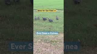 Guinea Fowl: Sounding The Alarm ‼️