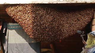 Amazing Find Giant Honey Bee -Honey Harvesting To Bee Tawin