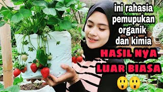 lebih bagus mana ,pupuk organik atau kimia untuk strawberry?? dan ini hasil nya Lo😲😲 || kebun dara