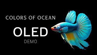 The Colors of the Ocean OLED Demo HDR 8k Dolby Vision 60fps - Underwater Life Meditation