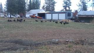 Turkeys in the yard 2