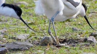 Slimbridge   Avocets with egg    4K