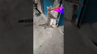 cat 🐈 Funny 😅 dance 😂 viral # video 😍 trending # short 🙏