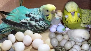 Budgies PARROTS Breeding TIPS | Breeding budgies Parrot | Australian Parrot's Eggs |Bajri Tota Breed