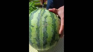 Farm fresh watermelon cutting #shorts #food