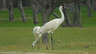 Whooping Crane - Pat O'Neil Bird ID's