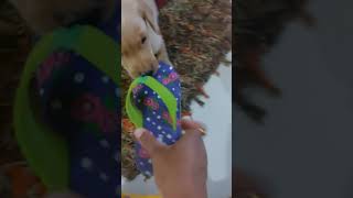 Cute Labrador Puppy  #shorts #youtubeshorts