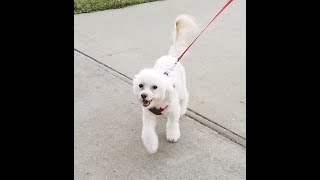 Meeko goes to the Dog Park