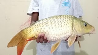 A Common Carp Big Fish