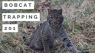 Bobcat Trapping 201