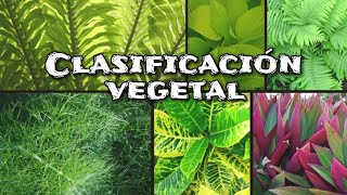 Clasificación de las plantas