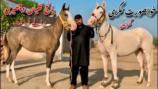 Horse For Sale | Pakistani Desi Ghody