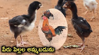 టు టాప్ క్వాలిటీ పేరు చిక్స్ అమ్మబడును chick for sele