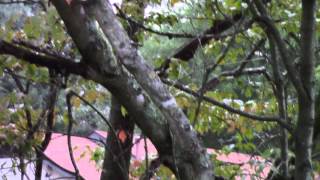 Recycling Bin Damage And Tree Damage