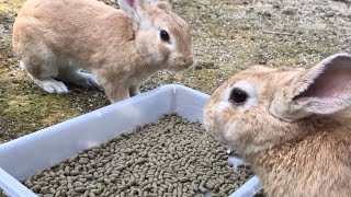 Rabbit: “What a delicious pellet!”