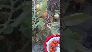 harvesting tomatoes l 👍 l