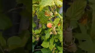 Twice Per Day Raspberry Harvest ~ @digdeepgardeningforlife