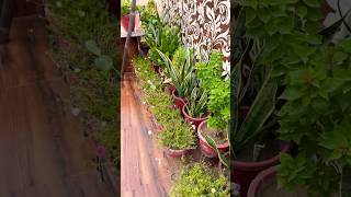 #song #mytakeonhomeandgarden #garden #howtogrowlotusathome #viralshorts