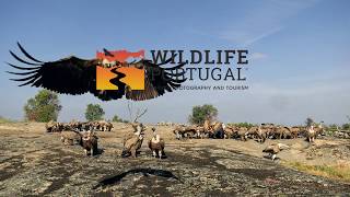 Hide experience with vultures in Portugal