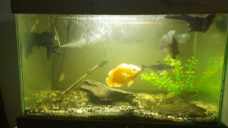 Meu aquario de 200 litros