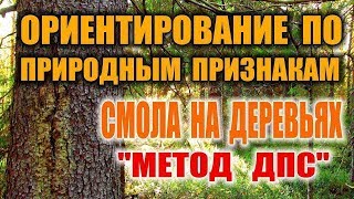 КАК ОПРЕДЕЛИТЬ СЕВЕР. ОРИЕНТИРОВАНИЕ ПО СМОЛЕ НА ДЕРЕВЬЯХ. Способы ориентирования на местности