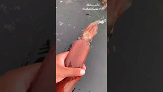 || squid 😨🦑|| #nature #fishing #squid #fish #short #youtubeshorts #viral #shorts #trending