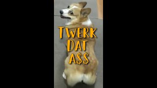 Twerk Dat A$$ Corgi Does it Doggy Style 🐕 Corgi Twerk 🐕 #shorts