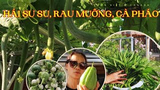 Thu hoạch su su, rau muống, cà pháo