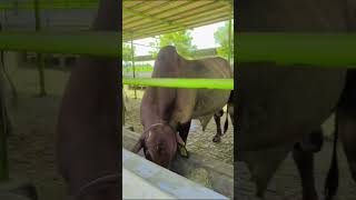 Masha Allah beautiful bullS#viralshortsvideo #livestock #dairyfarming #pakistan ||Livestock Pakistan