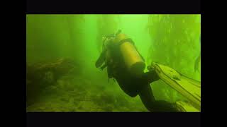 Kelp Forest Scuba Diving California - Monterey San Carlos Beach