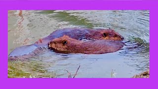 Watch 3 Beavers Doing Beaver Things (2024)