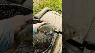 Releasing an F1 Hybrid carp!! #carpfishing #fishing #fishinglife #fishingvideo #fish #carp #music