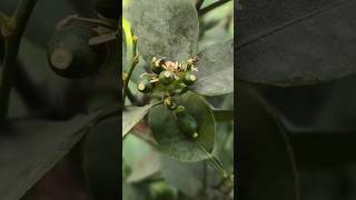 नींबू के पौधे पर फल नहीं लगता | Organic Fertilizer For Lemon Plants