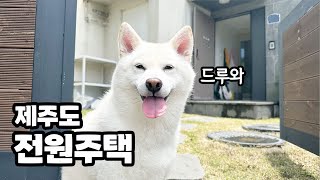 강아지랑 제주도에 진짜 이사왔습니다..! (곰탱여우 랜선 제주 집들이)