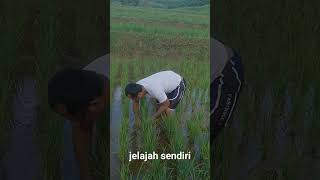 Cara membersihkan hama tanaman liar padi secara manual di sawah part 3 #hamapadi #sawah #tanamanliar