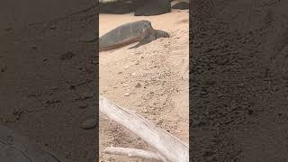 Sea turtles chilling on the beach. #maui