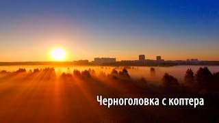 Черноголовка с коптера